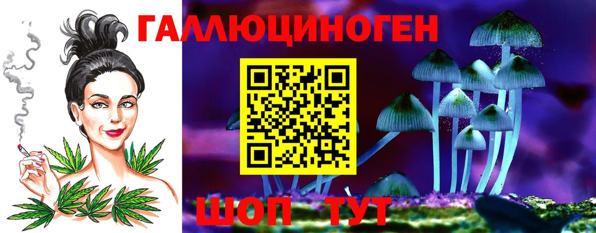Псилоцибиновые грибы Psilocybe Абинск